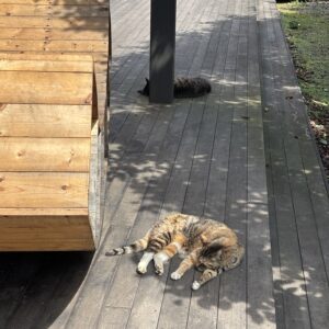 KIKI       [HOST: KIKI]