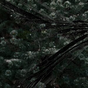 Icy Sounds     [HOST: AEIDA]