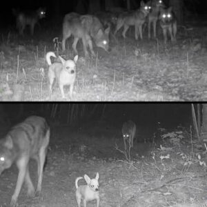 SZO        [HOST: SZO]