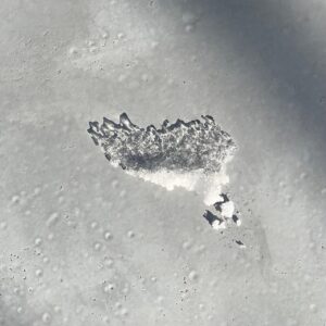 Monthly Pleasure        [HOST: Moontaek Oh]